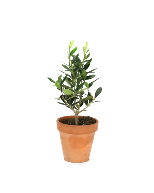 Real baby Olive tree